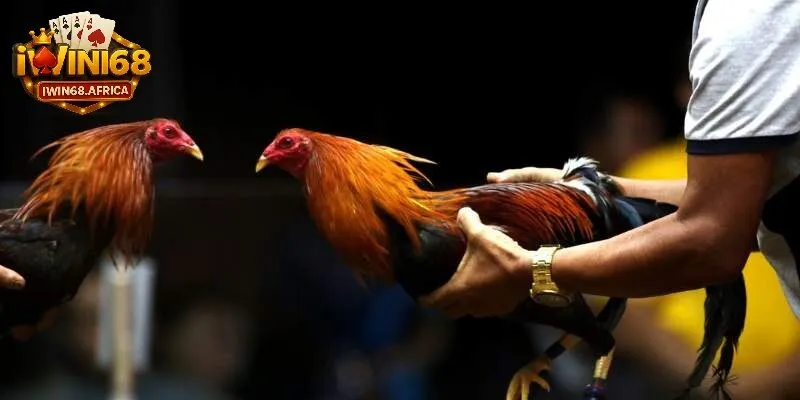 Bí kíp chơi đá gà trực tuyến bách thắng