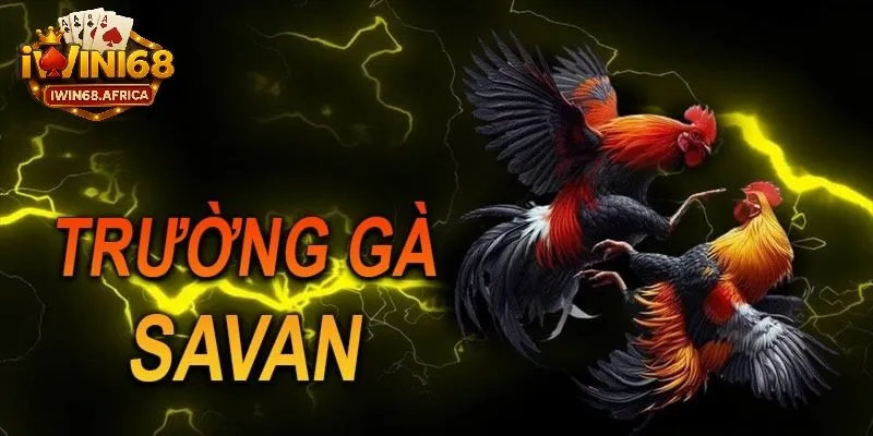 Điểm nổi bật đáng chú ý của trường gà savan