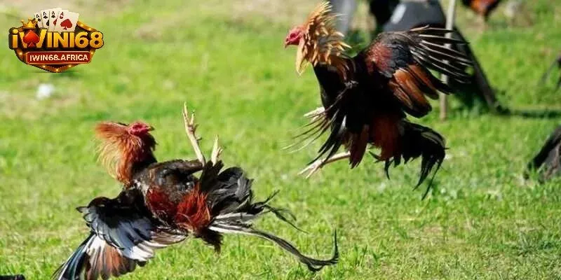 Hướng dẫn đăng ký và nạp tiền để tham gia đá gà